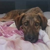 Nuri sehnt sich nach einer Familie!, Hund zur Adoption