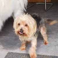 Szuzi, kleines Yorkshire MIx Mädchen, Hündin zur Adoption