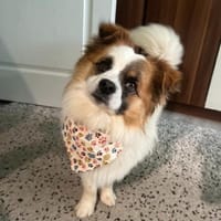 Gibst du Bodo ein Zuhause?, Hund zur Adoption