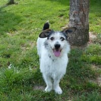 Kann Rudy Ihr Herz erwärmen?, Hund zur Adoption
