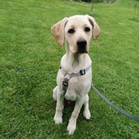 Bob möchte zu Ihnen gehören, Hund zur Adoption