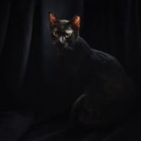 Zuki, neugieriger Pantherjunge, ca. 7 Mo, Kater zur Adoption