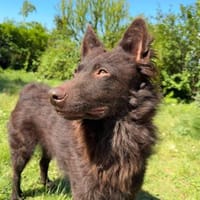 Frodo, lustiges Kämpferherz, ca. 1 Jahr, Hund zur Adoption