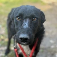 Ace musste schon viel erleben!, Hund zur Adoption