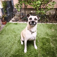 Lio, stubenreiner verschmuster Rüde, 2 J, Hund zur Adoption