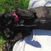 Lisa auf Pflegestelle sucht ein Zuhause, Hündin zur Adoption