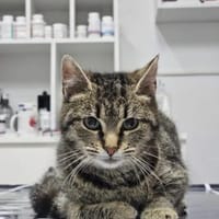 Hermine Freundliches Tigermädel, Katze zur Adoption