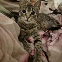 Hermine Freundliches Tigermädel, Katze zur Adoption