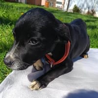 Fee auf Pflegestelle sucht ein Zuhause, Hündin zur Adoption