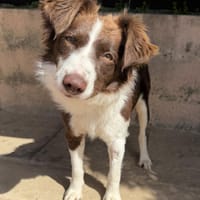 Border Collie Faye wartet in Deutschland, Hündin zur Adoption