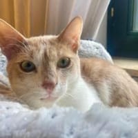 Caffè, roter Wirbelwind, ca. 2 Jahre, Kater zur Adoption
