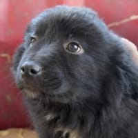 Zuhause gesucht für Geppetto, Hund zur Adoption