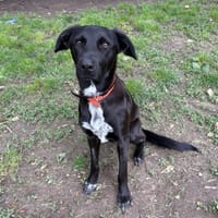 ATLAS PAA24212, chien à adopter