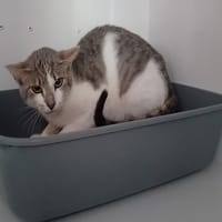 BETH, chatte à adopter