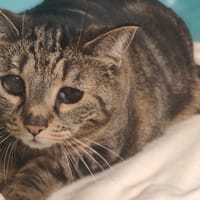 TITINE, chatte à adopter