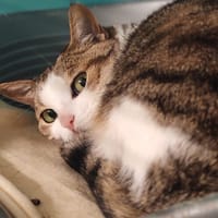 CURLY, chatte à adopter