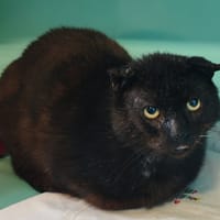 ZORRO, chat à adopter