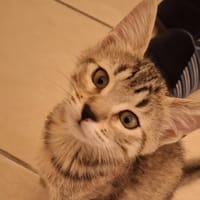 TRACKING, chat à adopter