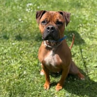 Kai CAA15259, chien à adopter