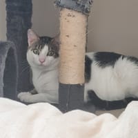 Léon, chat à adopter