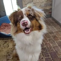 Arès, chien à adopter