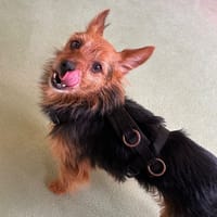 PACO, chien à adopter