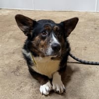 PHENOMENE, chien à adopter