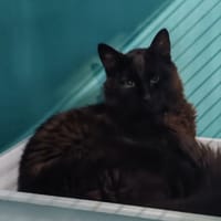 SALENGRO, chat à adopter