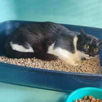 LYLA, chatte à adopter