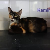 Kamina, chatte à adopter