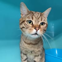 Aladin, chat à adopter