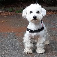 OXFORD PAA24215, chien à adopter