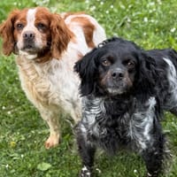 Osiris CAA15261, chienne à adopter