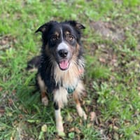 VORDEL, chien à adopter