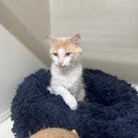 PANAIS A17409, chat à adopter