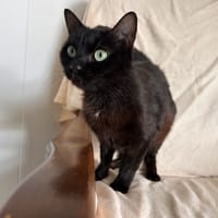 Amazonie (réservée), chatte à adopter