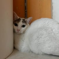 Sushi, chat à adopter