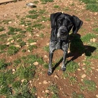 CERISE (reservée), chienne à adopter