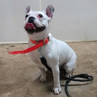 VAIANA, chienne à adopter