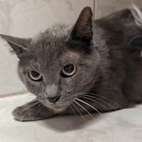 COMETE, chatte à adopter