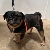 PIKA, chienne à adopter