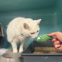 LEXY A 17404, chatte à adopter