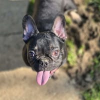OUP'S, chien à adopter