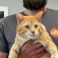 SPIROU, chat à adopter