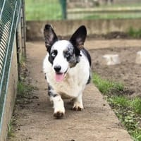 SO CUTE, chienne à adopter