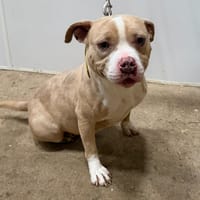 VENUS, chienne à adopter