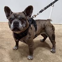 SALSA, chienne à adopter