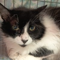 PABLO C, chat à adopter