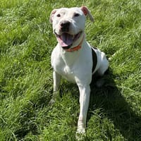 BLANKA, chien à adopter