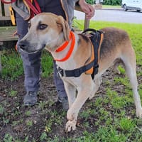 CRAPULE, chien à adopter